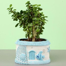 Jade Plant In Sea House Planter Hand Delivery