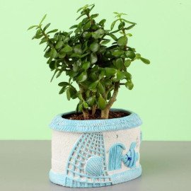 Jade Plant In Sea House Planter Hand Delivery