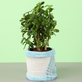 Jade Plant In Sea House Planter Hand Delivery