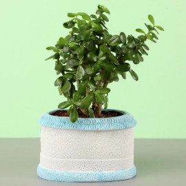 Jade Plant In Sea House Planter Hand Delivery
