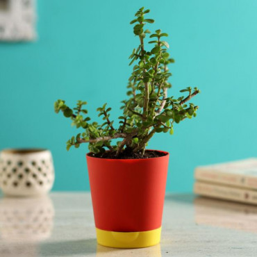 Jade Plant In Self Watering Red Pot