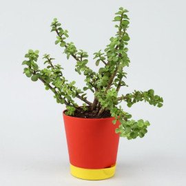 Jade Plant In Self Watering Red Pot