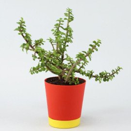 Jade Plant In Self Watering Red Pot