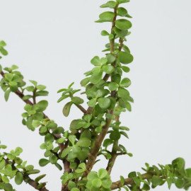 Jade Plant In Self Watering Red Pot