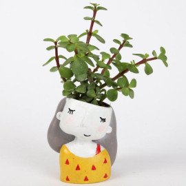 Jade Plant In Yellow Shy Girl Raisin Pot