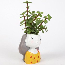 Jade Plant In Yellow Shy Girl Raisin Pot