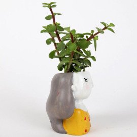 Jade Plant In Yellow Shy Girl Raisin Pot
