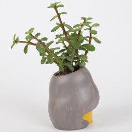 Jade Plant In Yellow Shy Girl Raisin Pot
