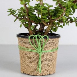 Jade Plant in Black Plastic Pot