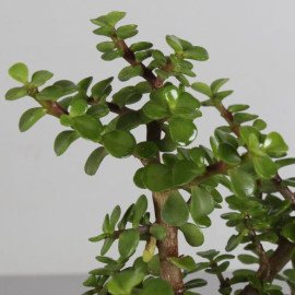 Jade Plant in Black Plastic Pot