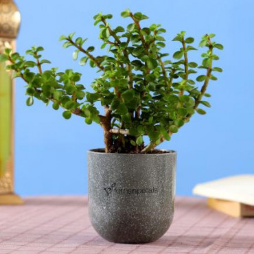 Jade Plant in Grey Melamine Planter