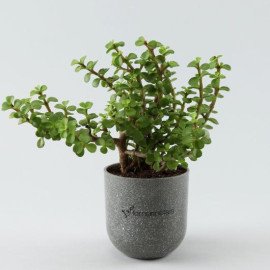 Jade Plant in Grey Melamine Planter