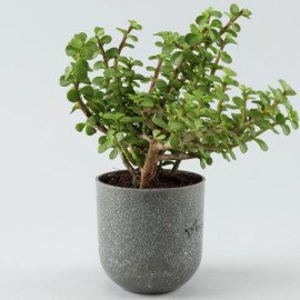 Jade Plant in Grey Melamine Planter