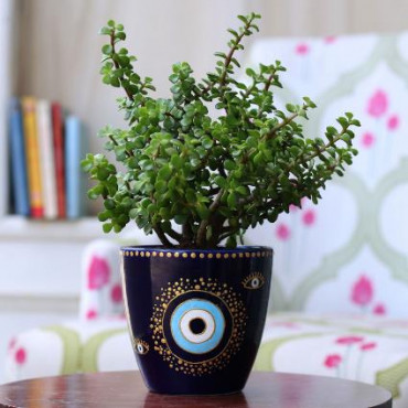 Jade Plant in Hand painted Evil Eye Planter