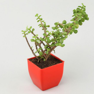 Jade Plant in Red Pot