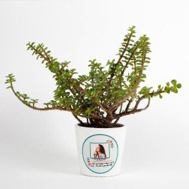 Jade Plant in White Personalised Ceramic Pot