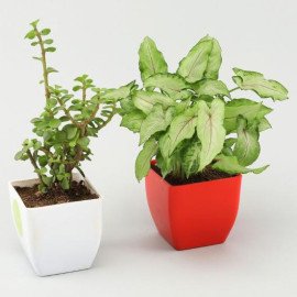 Jade Syngonium Plant Set