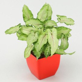 Jade Syngonium Plant Set
