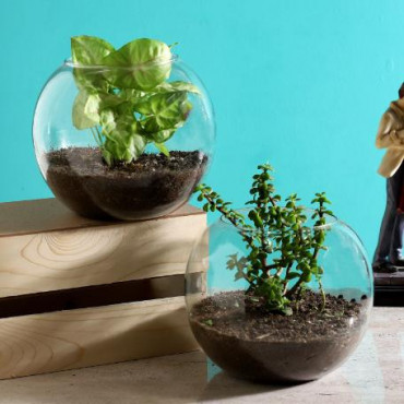 Jade Syngonium Plant in Round Vase