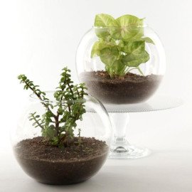 Jade Syngonium Plant in Round Vase