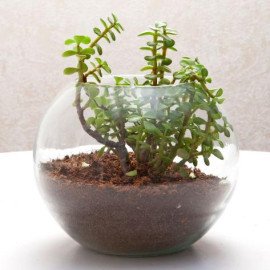 Jade Syngonium Plant in Round Vase