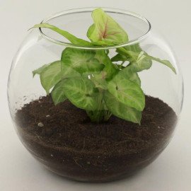 Jade Syngonium Plant in Round Vase