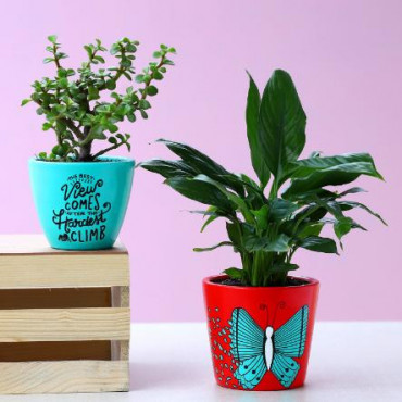 Jade and Peace Lily Plant In Lovely Hand Painted Pots