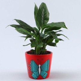 Jade and Peace Lily Plant In Lovely Hand Painted Pots