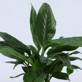 Jade and Peace Lily Plant In Lovely Hand Painted Pots
