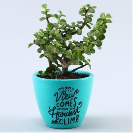 Jade and Peace Lily Plant In Lovely Hand Painted Pots