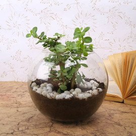 Jade Plant N Bhaiya Bhabhi Rakhi