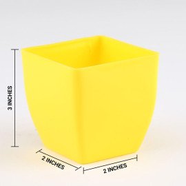 Lively Jade Plant in Yellow Plastic Pot