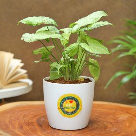 Love Bro Syngonium With Floral Rakhi