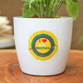 Love Bro Syngonium With Floral Rakhi