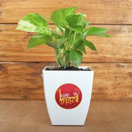 Love U Bhaiya Money Plant With Rakhi