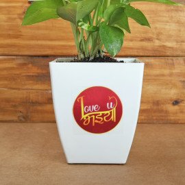 Love U Bhaiya Money Plant With Rakhi