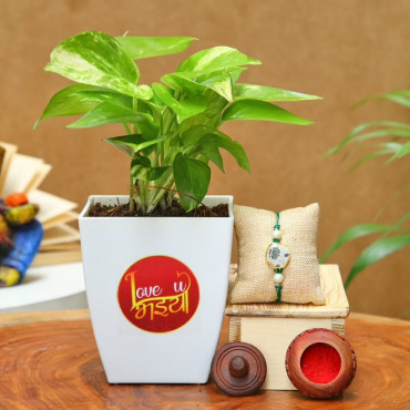 Love U Bhaiya Money Plant With Rakhi