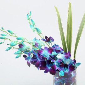 Lovely Orchids & Dandella In Cylindrical Vase