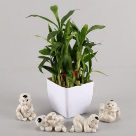 Lucky Bamboo Baby Buddha Combo Hand Delivery