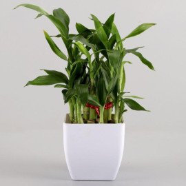 Lucky Bamboo Baby Buddha Combo Hand Delivery