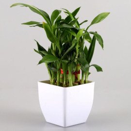 Lucky Bamboo Baby Buddha Combo Hand Delivery