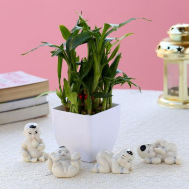 Lucky Bamboo Baby Buddha Combo