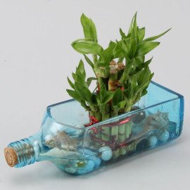 Lucky Bamboo Bombay Sapphire Bottle Planter