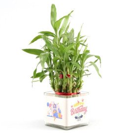 Lucky Bamboo Plant for Greetings