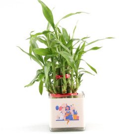 Lucky Bamboo Plant for Greetings