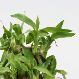 Lucky Bamboo Plant for Greetings