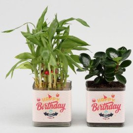 Lucky Bamboo and Ficus Compacta Happy Birthday Greetings Set