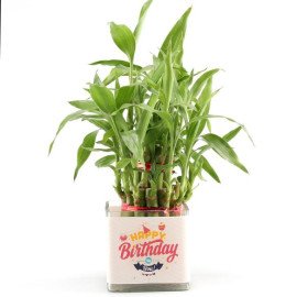 Lucky Bamboo and Ficus Compacta Happy Birthday Greetings Set
