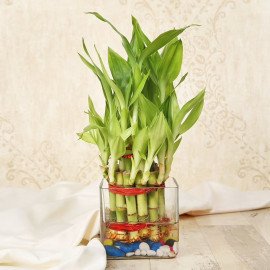 Lucky Bamboo Rakhi Combo