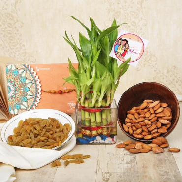 Lucky Bamboo Rakhi Combo